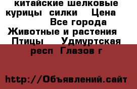 китайские шелковые курицы (силки) › Цена ­ 2 500 - Все города Животные и растения » Птицы   . Удмуртская респ.,Глазов г.